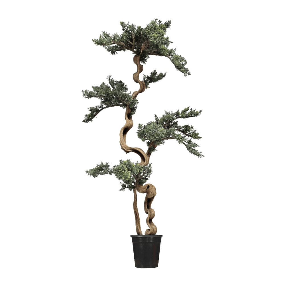 Cypress Bonsai on Jungle Vine in Grow Pot 48"H - LDF Silk