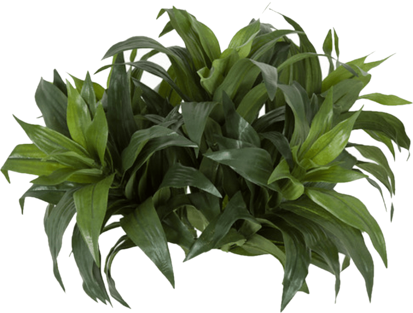 Dracaena Fragrans Tree on Multi Trunks - Various sizes available - LDF Silk