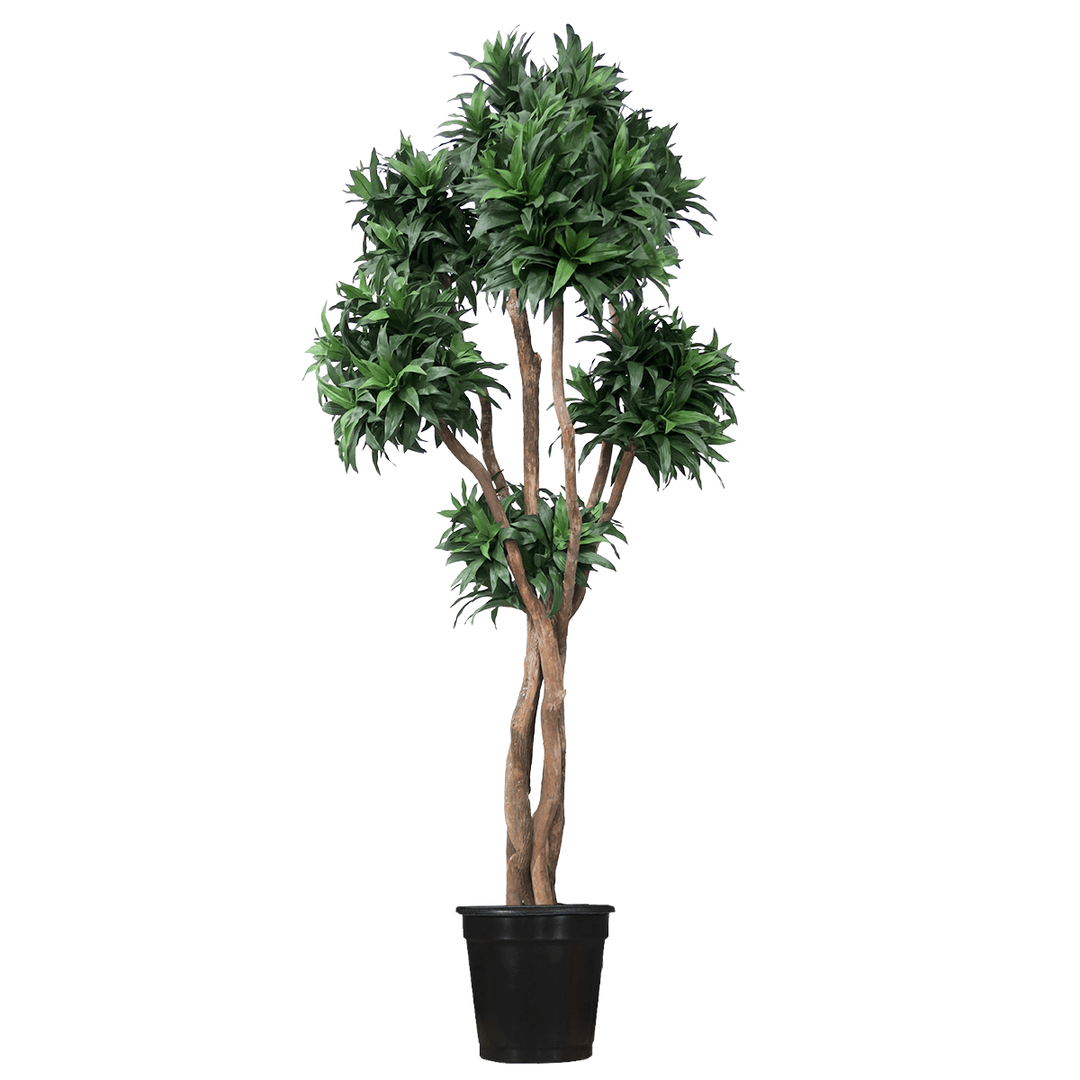 silk dracaena tree Dracaena Fragrans Tree on Multi Trunks