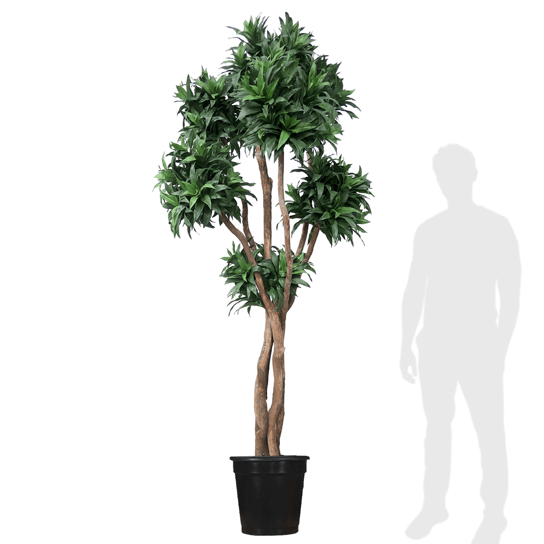 how tall do dracaena fragrans grow Dracaena Fragrans Tree on Multi Trunks