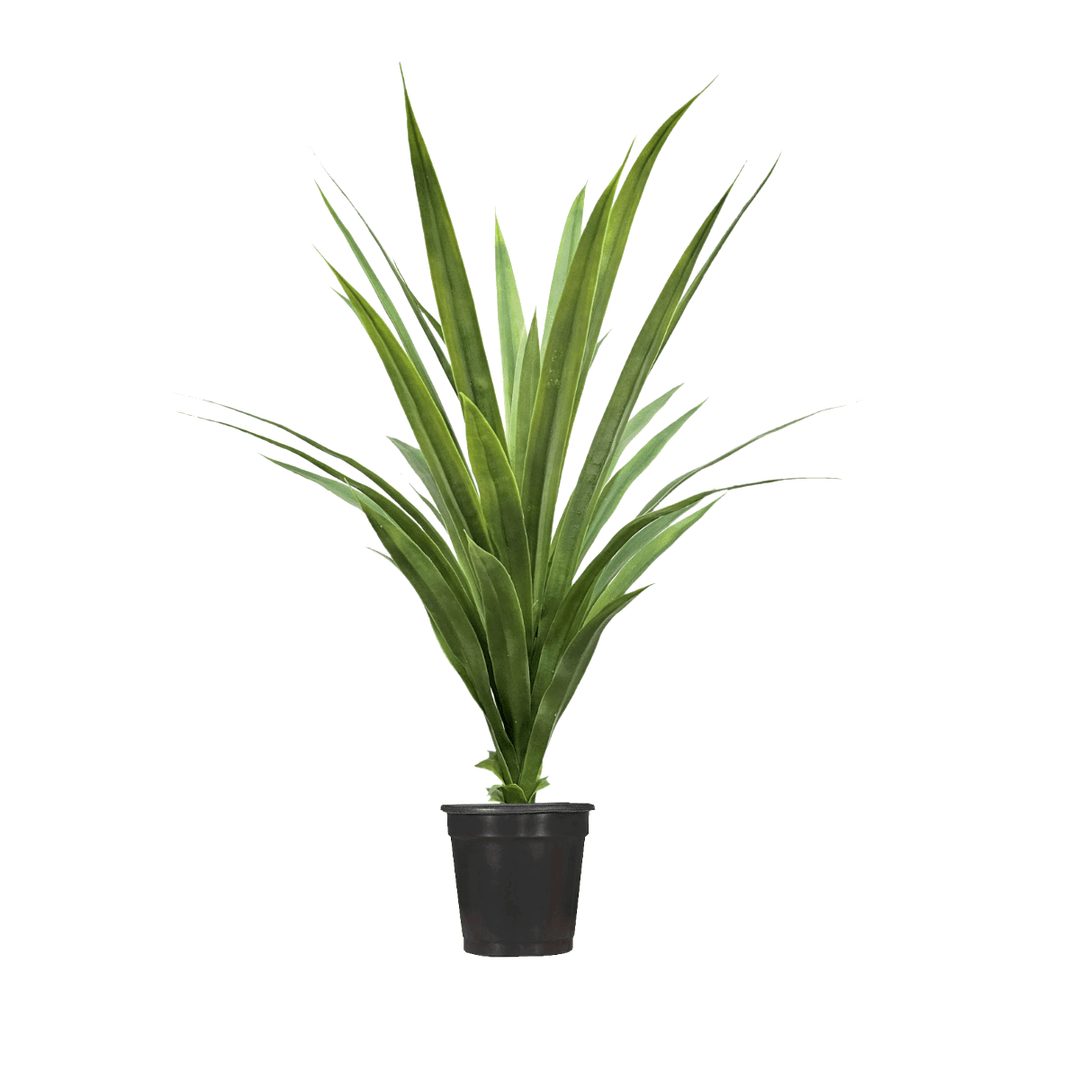 dracaena silk Dracaena in Grow Pot 42"H – LDF Silk