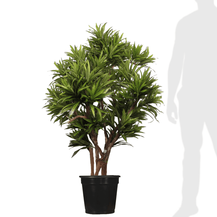 Dracaena Reflexa on Multi Trunks - Various sizes available - LDF Silk