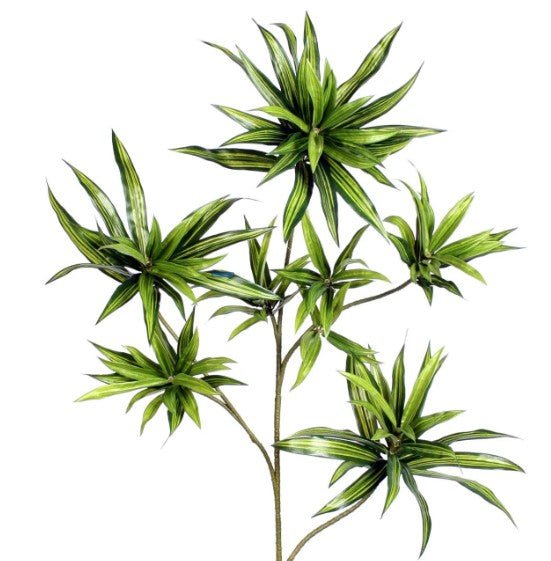 Dracaena Reflexa on Multi Trunks - Various sizes available - LDF Silk