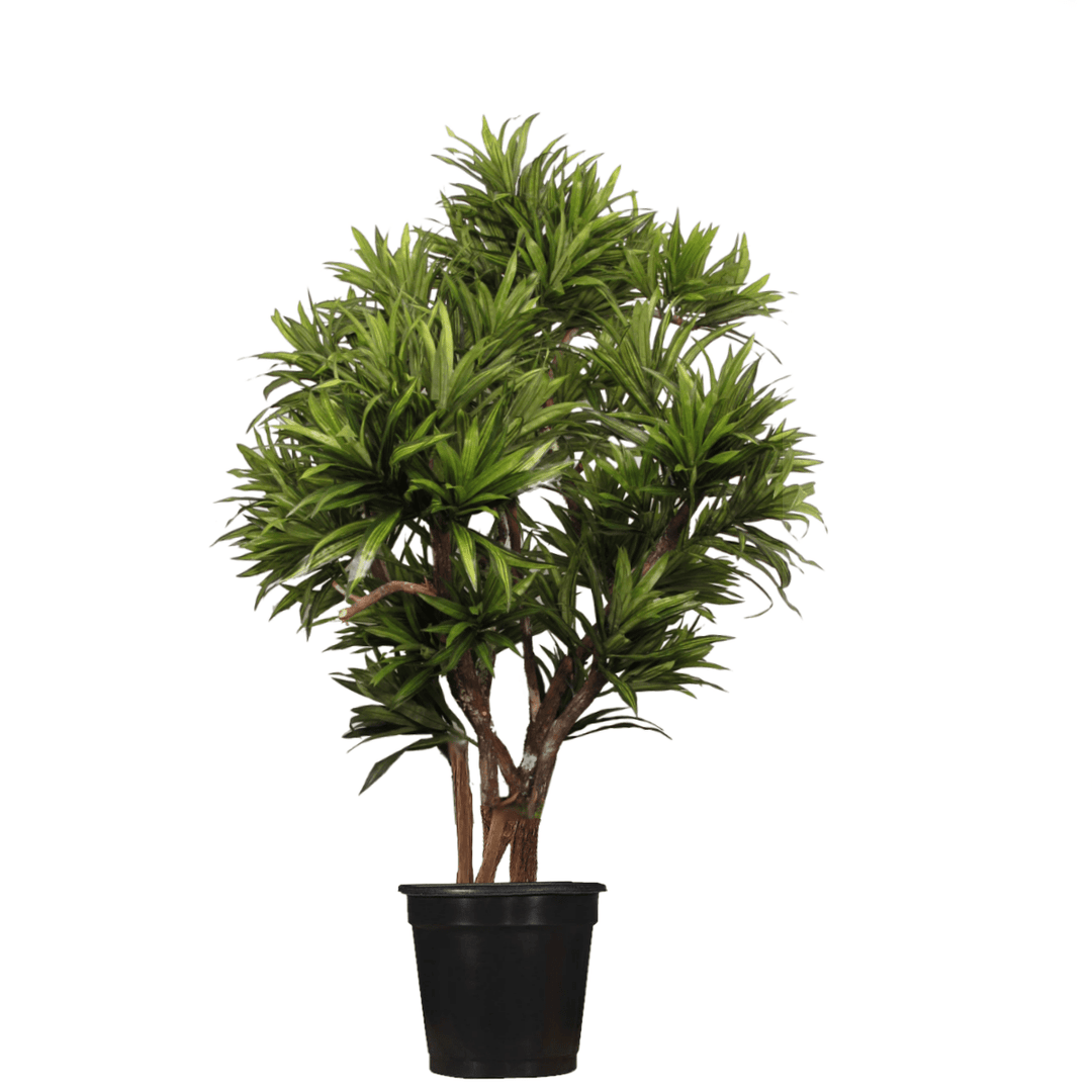 Dracaena Reflexa on Multi Trunks - Various sizes available - LDF Silk