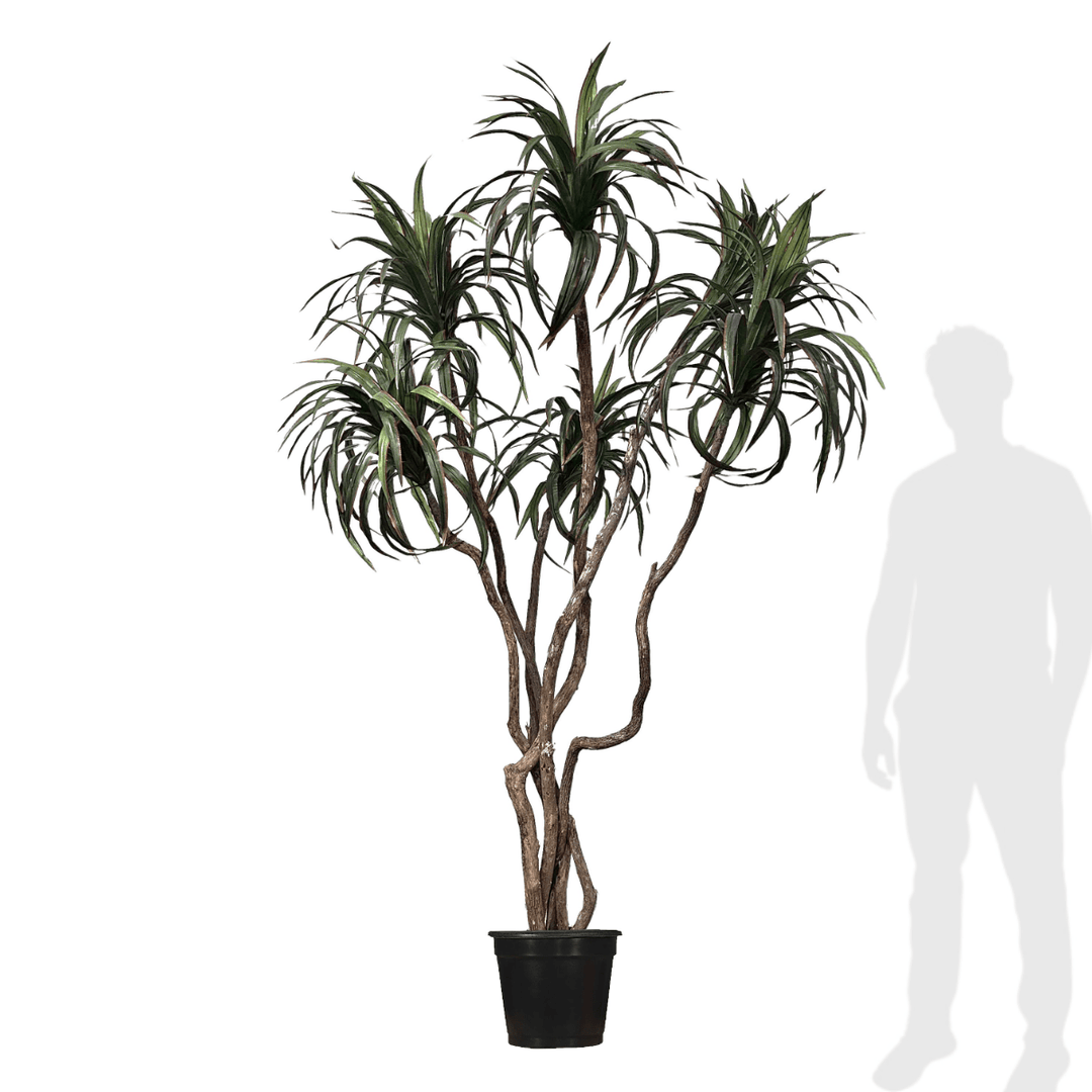 dracaena png Dracaena Tree with Curled Leaves on Natural Dragonwood Trunks