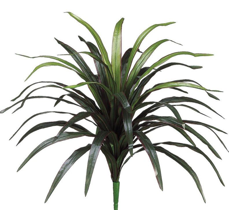 Dracaena Tree with Curled Leaves on Natural Dragonwood Trunks - Various Sizes Available - LDF SilkArtificial Flora