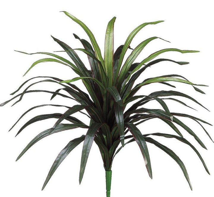 Dracaena Tree with Curled Leaves on Natural Dragonwood Trunks - Various Sizes Available - LDF SilkArtificial Flora