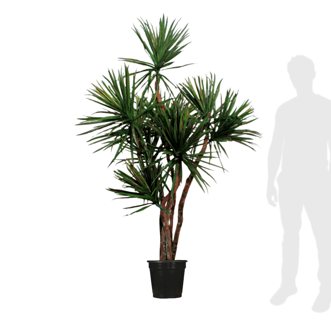 dracaena size Dracaena Tree with Hand Drilled Foliage on Natural Dragonwood Trunks i – LDF Silk