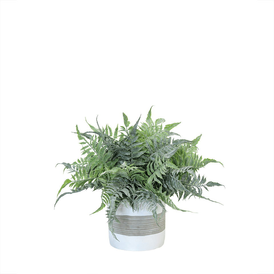 Dusty Boston Fern in Cement Round 13"H - LDF Silk