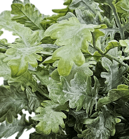Dusty Miller Plant in Growers Pot FH: 20" - LDF Silk