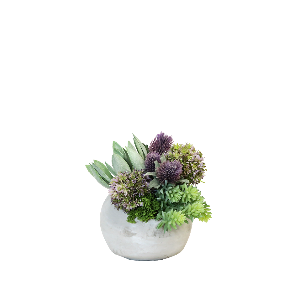 Echeveria, Allium, Thistle, and Sedum in Cement Pot 8"H - LDF Silk
