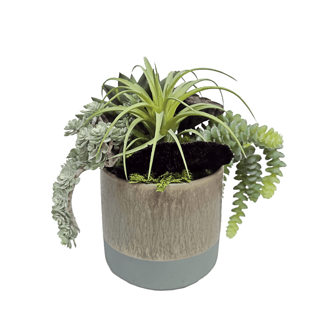 Echeveria, Donkey Tail, Tillandsia and Lotus Pods in Ceramic 9"H - LDF Silk