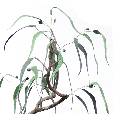 Eucalyptus Tree in Grow Pot 48"H - LDF Silk