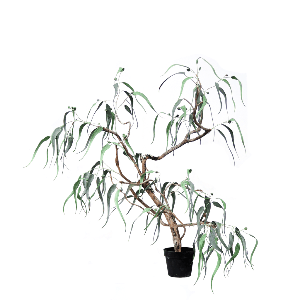 can i plant a eucalyptus tree in a pot Eucalyptus Tree in Grow Pot 48"H – LDF Silk