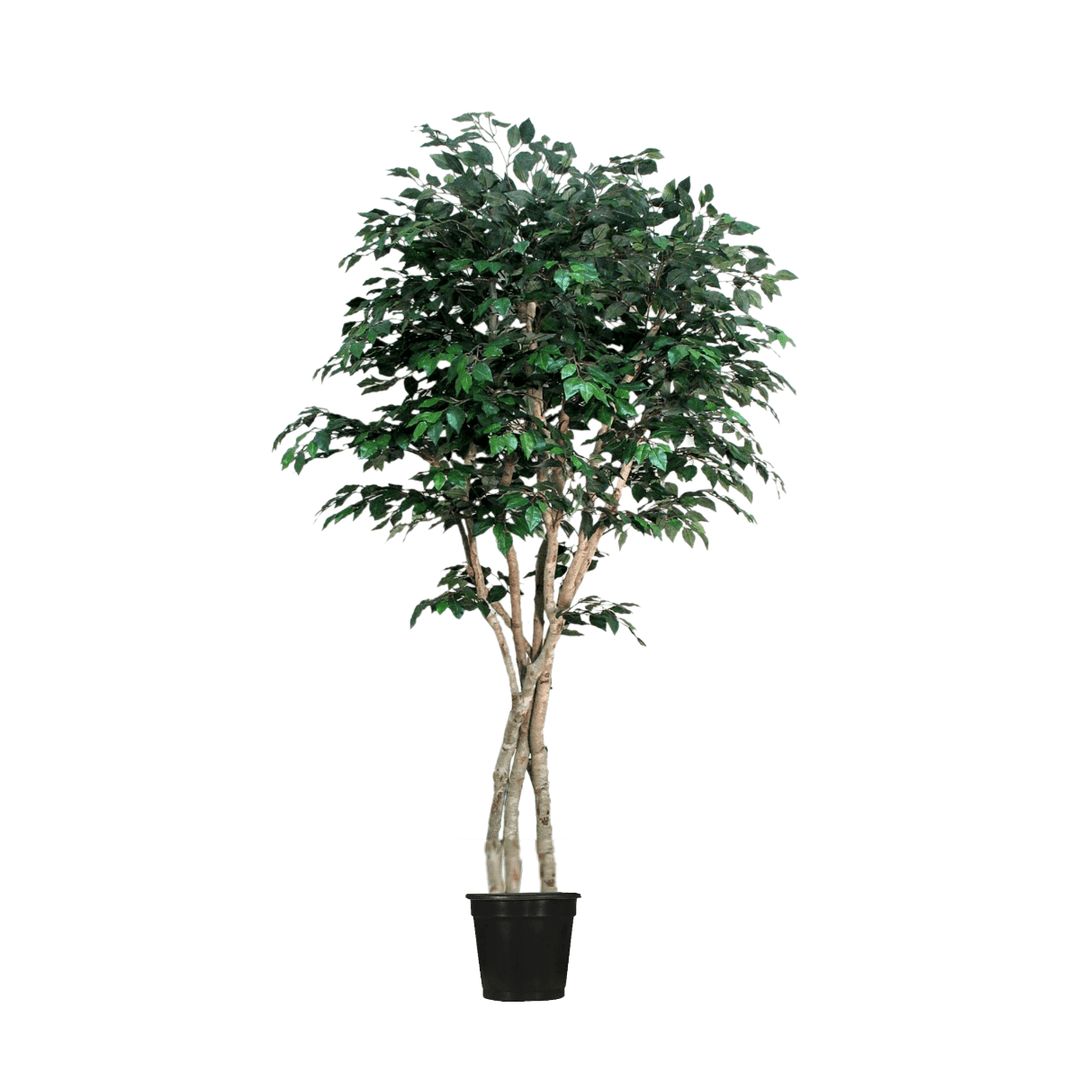 Ficus Tree Hand Drilled onto Multi Trunks in Growers Pot - Custom sizes available - LDF SilkArtificial Flora