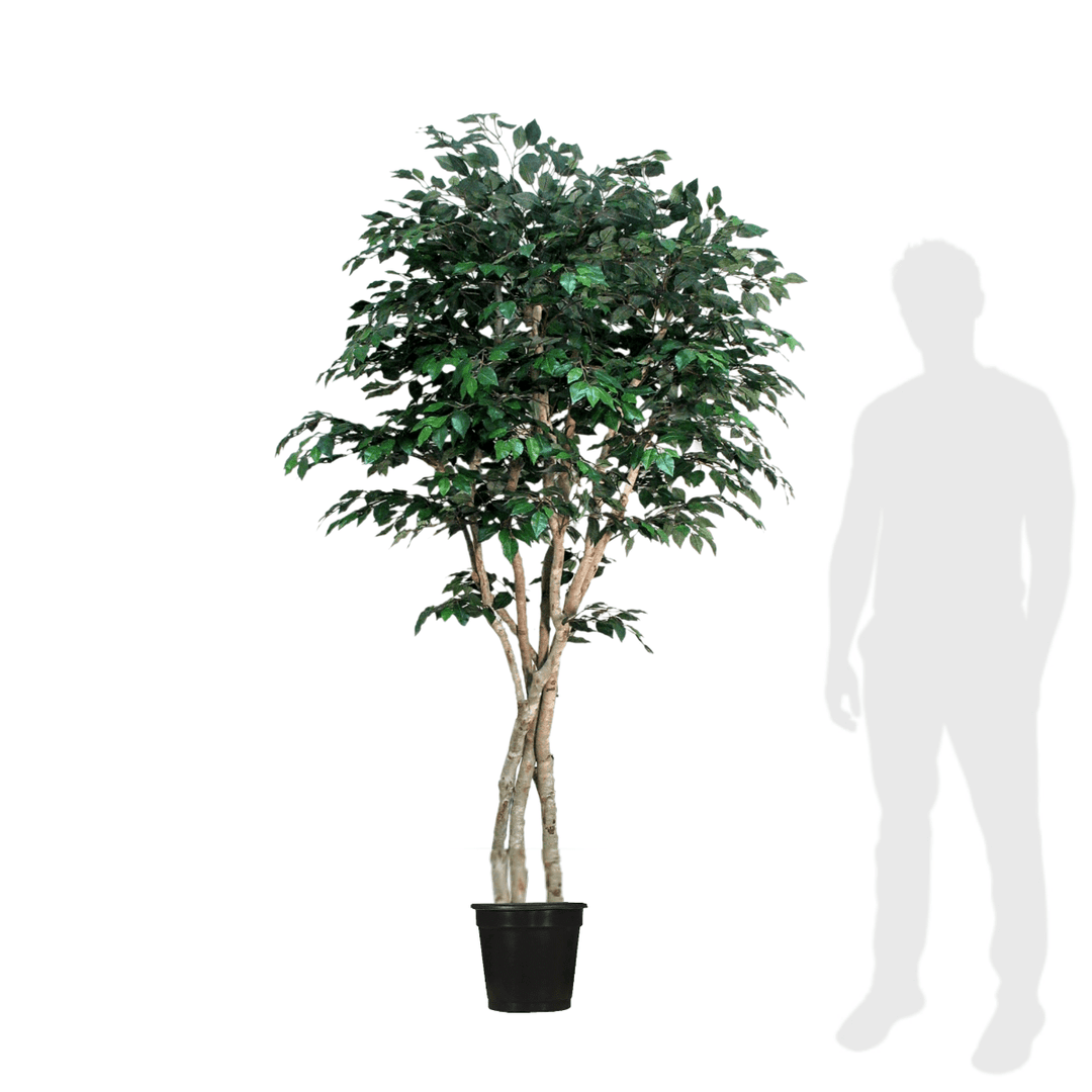 Ficus Tree Hand Drilled onto Multi Trunks in Growers Pot - Custom sizes available - LDF SilkArtificial Flora