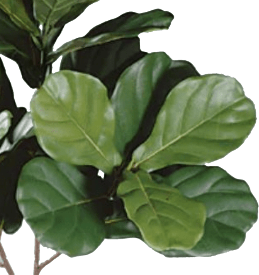 Fiddle Leaf Tree on Multi Trunks in Grow Pot - LDF SilkArtificial Flora