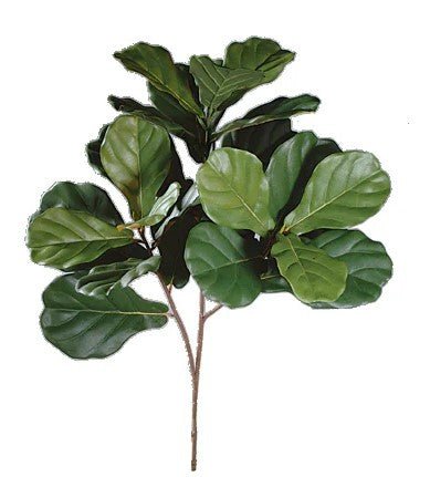 Fiddle Leaf Tree on Single Trunk - Lollipop Style - Various Sizes Available - LDF Silk
