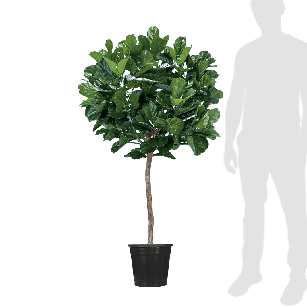 lollipop fiddle leaf fig tree Fiddle Leaf Tree on Single Trunk - Lollipop Style
