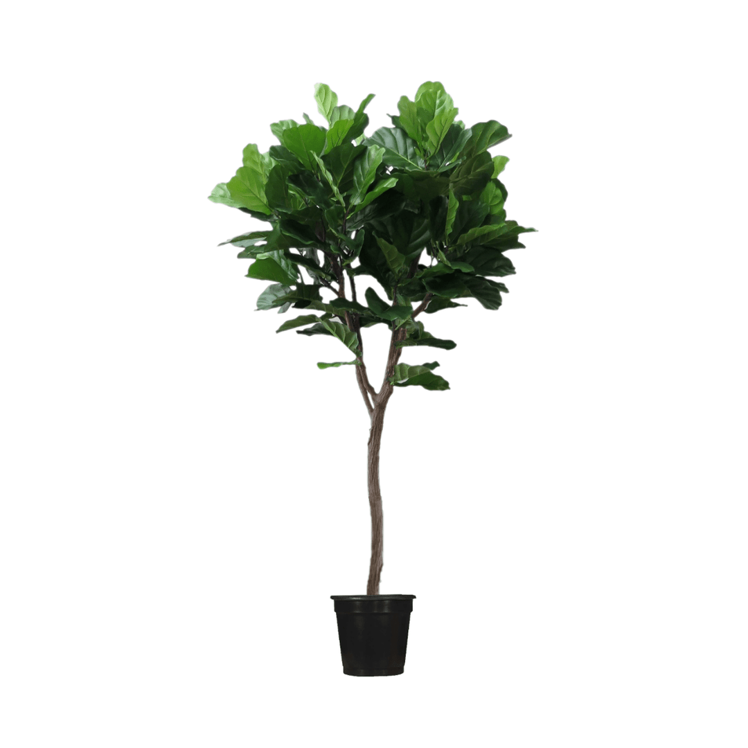 single stem fiddle leaf fig Fiddle Leaf Tree on Single Trunk - Lollipop Style