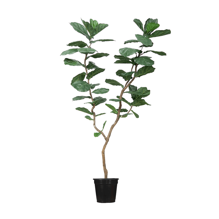 Fiddle Leaf Tree on Single Trunk Y Style in Growers Pot (shown 10'H - other sizes available) - LDF SilkArtificial Flora