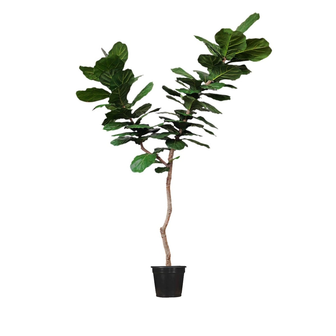 fiddle leaf fig single stem Fiddle Leaf Tree on Single Trunk Y Style in Growers Pot (shown 10'H