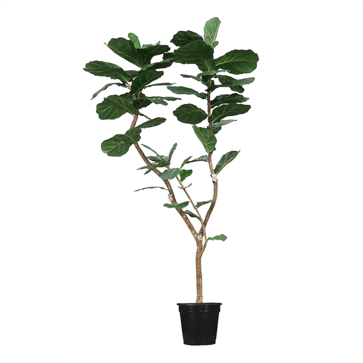 Fiddle Leaf Tree on Single Trunk Y Style in Growers Pot (shown 10'H - other sizes available) - LDF SilkArtificial Flora