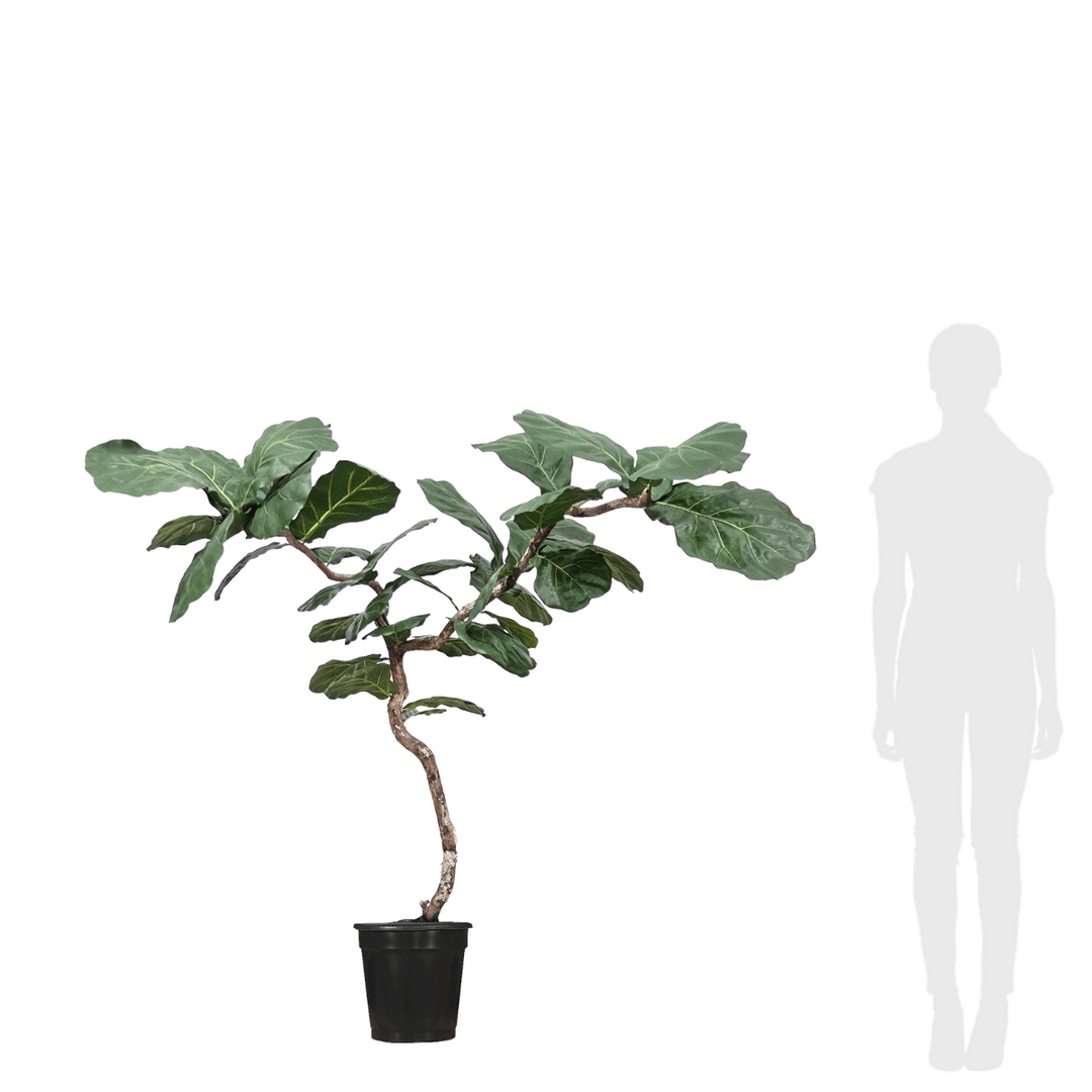 Fiddleback Tree Fiddle Leaf Tree on Single Trunk Y Style in Growers Pot (shown 10'H ...