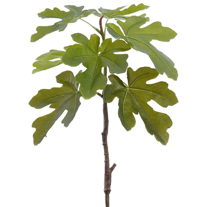 Fig Leaf on Curly Willow Trunk in Grow Pot 98"H - LDF Silk