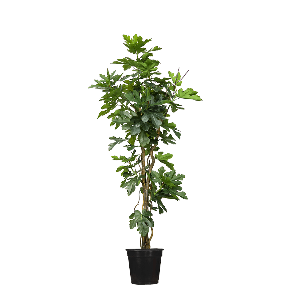 potted willow plant Fig Leaf on Curly Willow Trunk in Grow Pot 98"H – LDF Silk