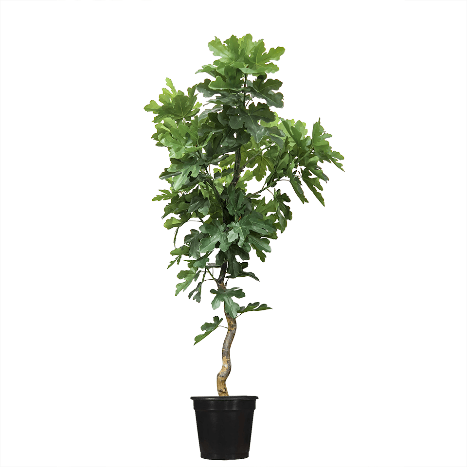 Fig Leaf on Curly Willow Trunk in Grow Pot 98"H - LDF Silk