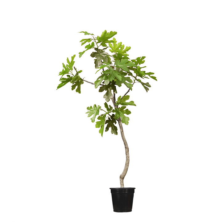 Fig Leaf Tree in Grow Pot 7'H - LDF Silk
