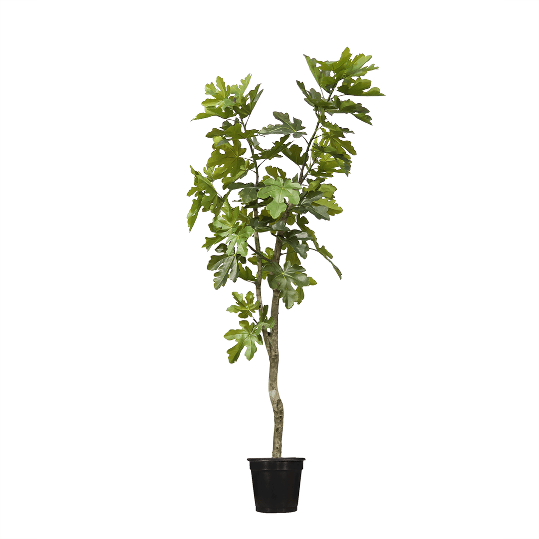 Fig Leaf Tree in Grow Pot (Various Sizes) - LDF Silk