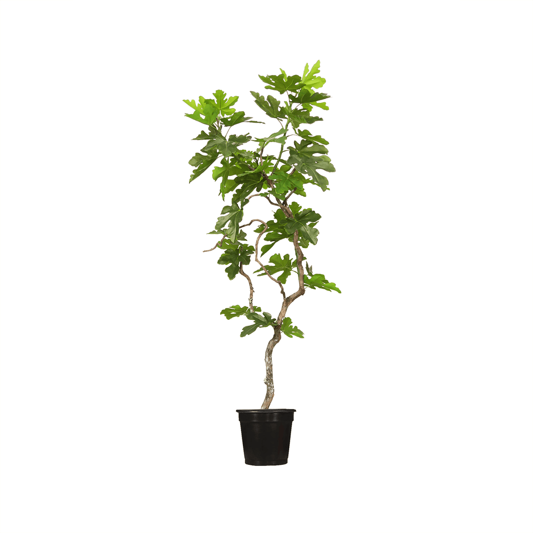 Fig Leaf Tree in Grow Pot (Various Sizes) - LDF Silk