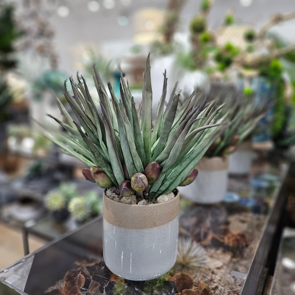 Foam Green Agave with Buds in Gray Ceramic 16"H - LDF Silk