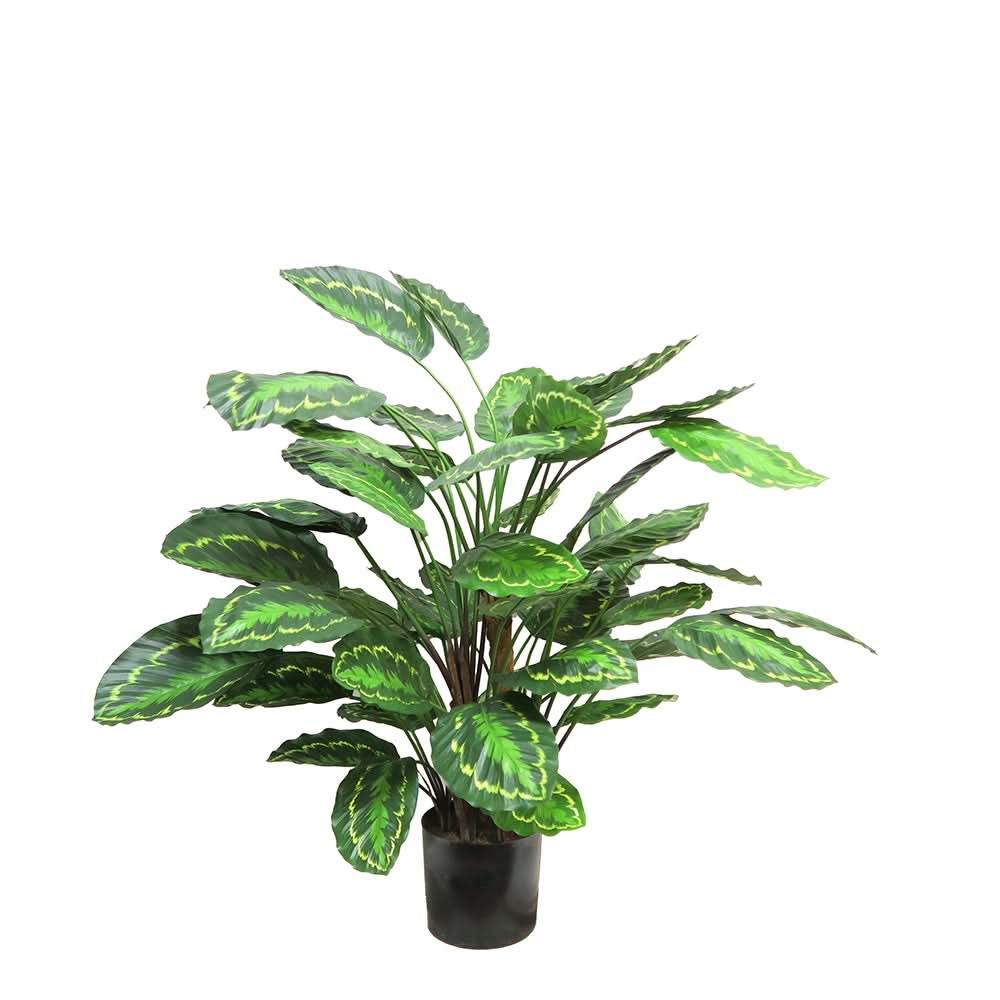 FR Calathea Roseopicta Plant in Grow Pot 36"H - LDF Silk