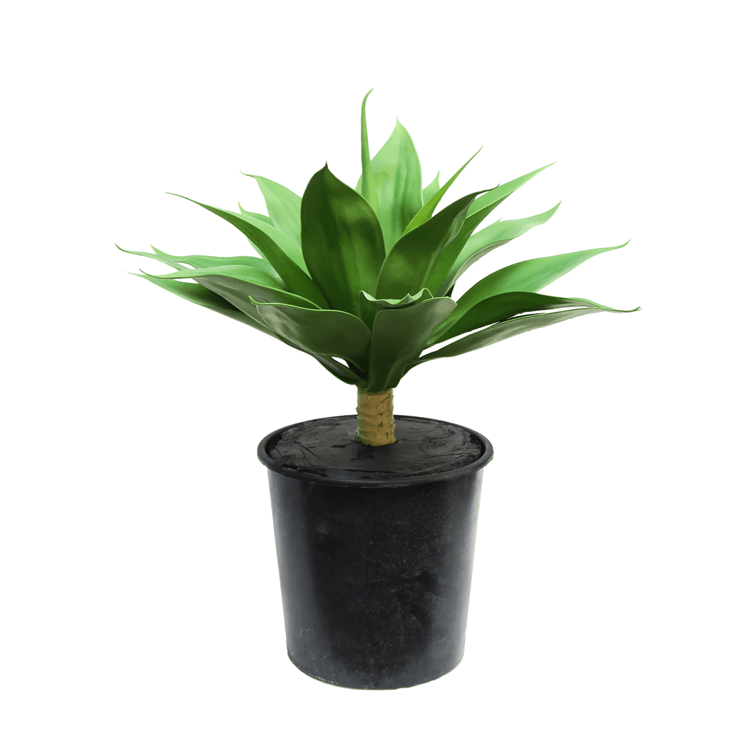 Frosted Agave in Grow Pot 22"H - LDF Silk