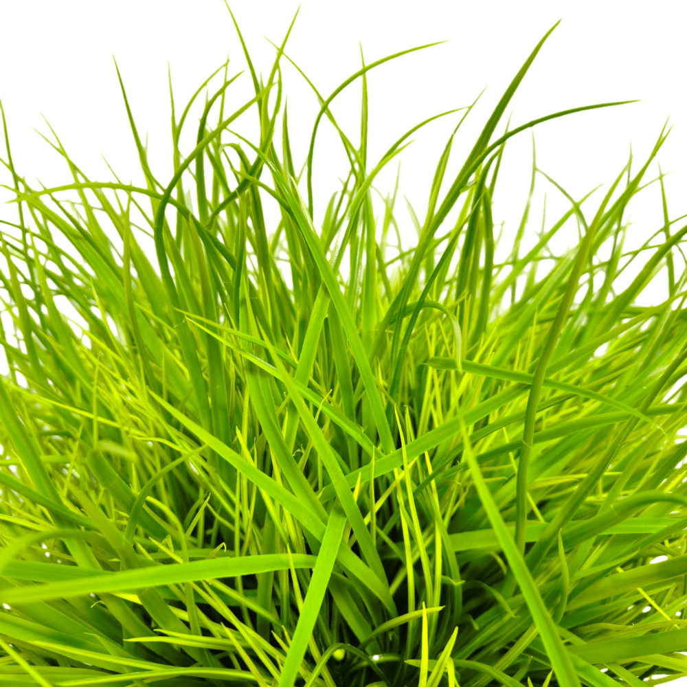 Grass in Growers Pot. FH: 24" - LDF SilkArtificial Flora