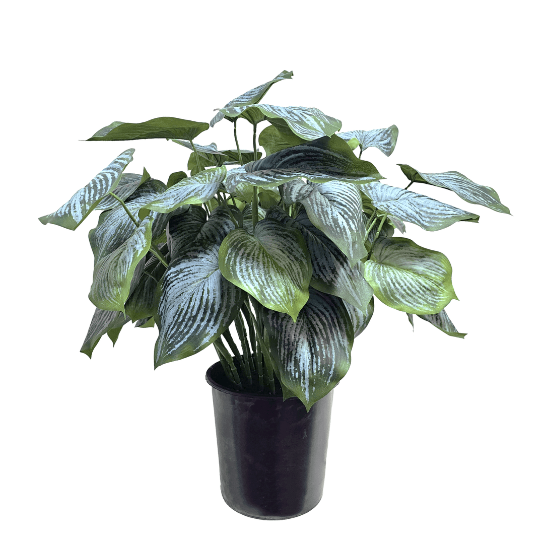Hosta Plant in Grow Pot 32"H - LDF Silk