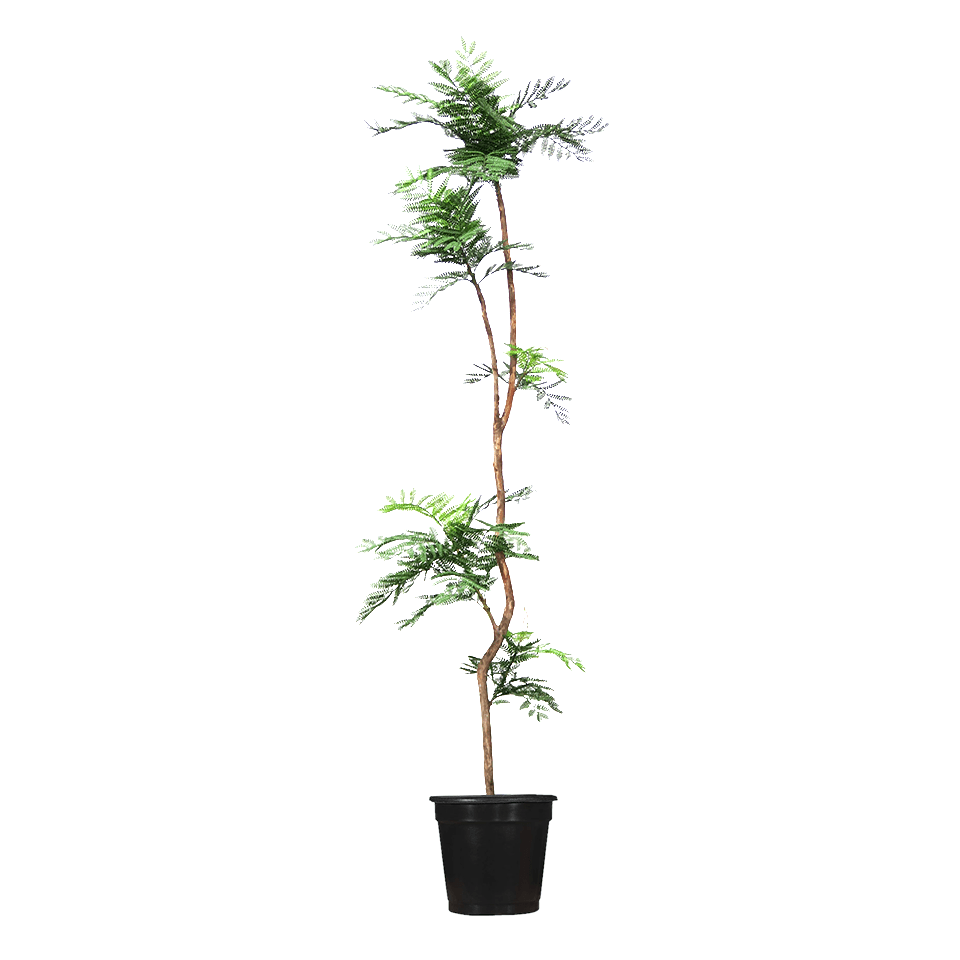 Jacaranda Fern Tree in Grow Pot 90"H - LDF Silk