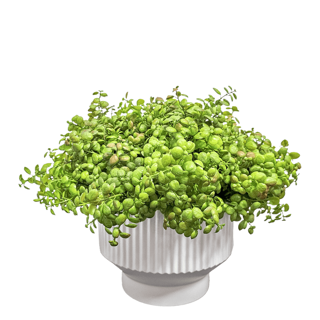 fluted jade plant Jade Leaf in Fluted Ceramic Container. FH: 13