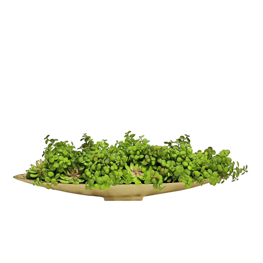 Jade Plants with Succulents in Oval Boat 6.5"H - LDF Silk