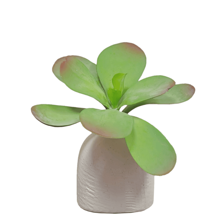 Kalanchoe in Vase Short FH:7" - LDF Silk