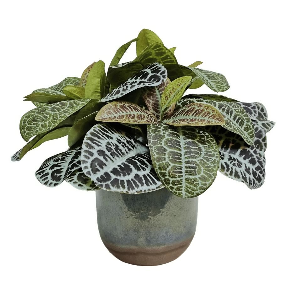 Labisia Plant in Ceramic 14"H - LDF Silk