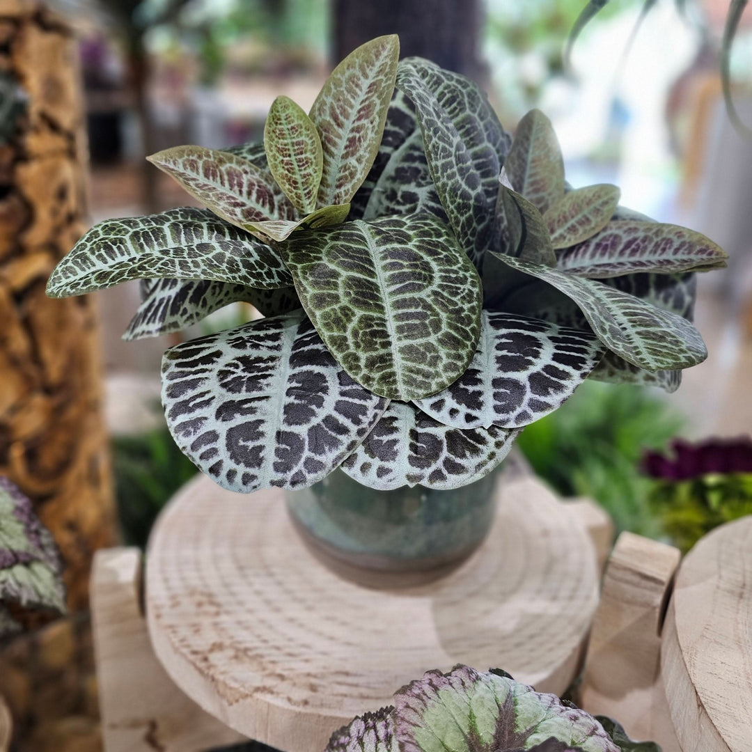Labisia Plant in Ceramic 14"H - LDF Silk