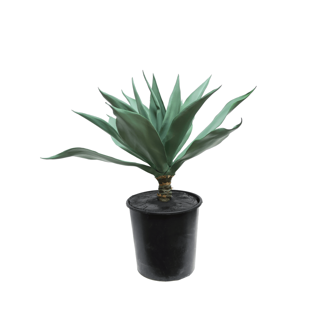 Large Frosted Agave in Grow Pot 30"H - LDF Silk
