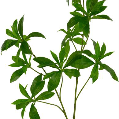 Laurel Tree Single Trunk in Grow Pot 9'H - LDF Silk