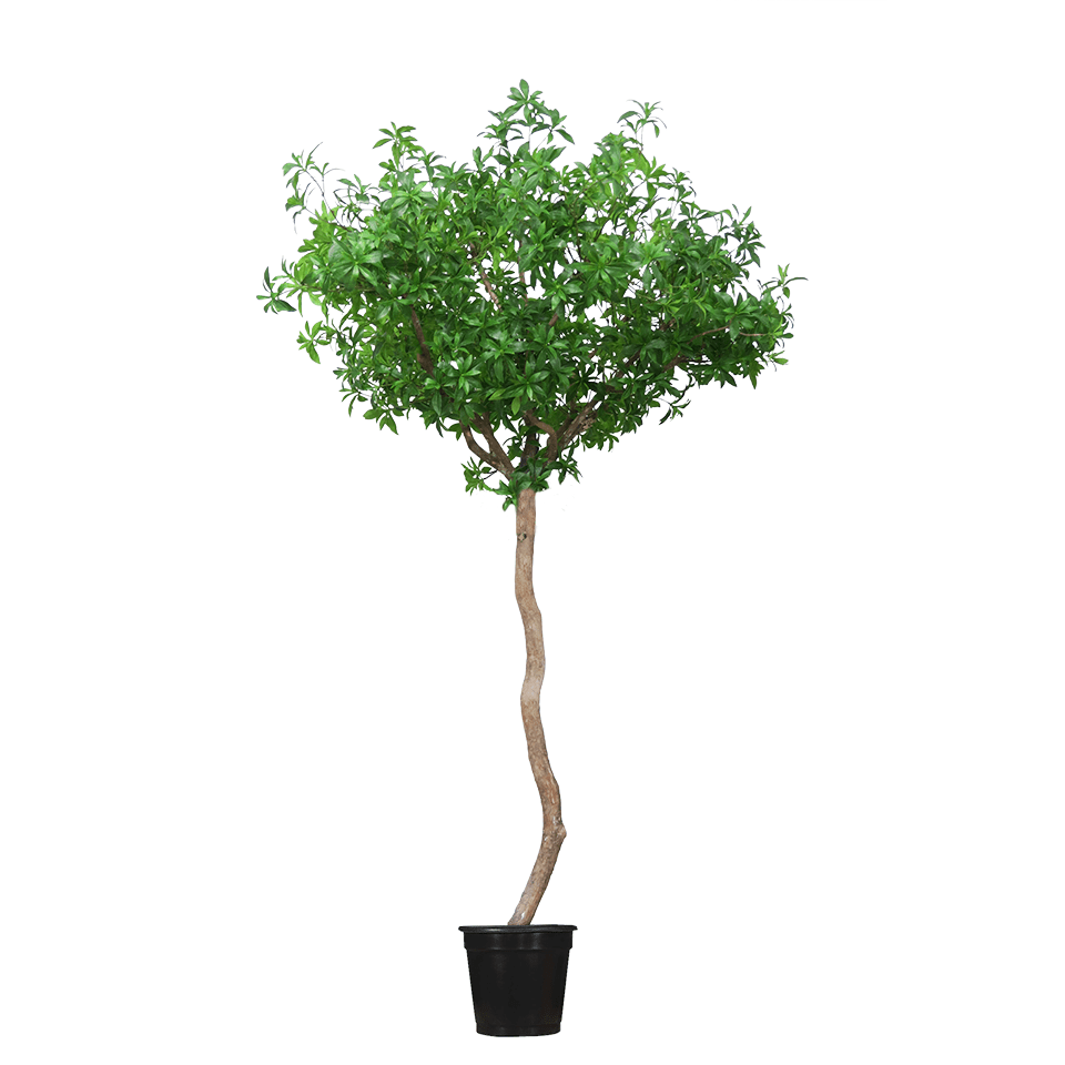 Laurel Tree Single Trunk in Grow Pot 9'H - LDF Silk