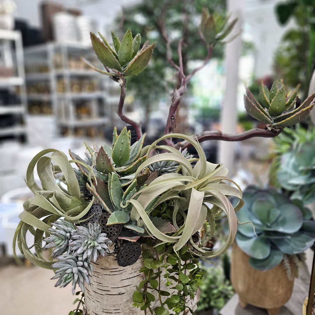 Manzanita with Aloe Plants, Mini Agave, Button Fern Vine, and Tillandsia in Birch Trunk. 40"H - LDF Silk