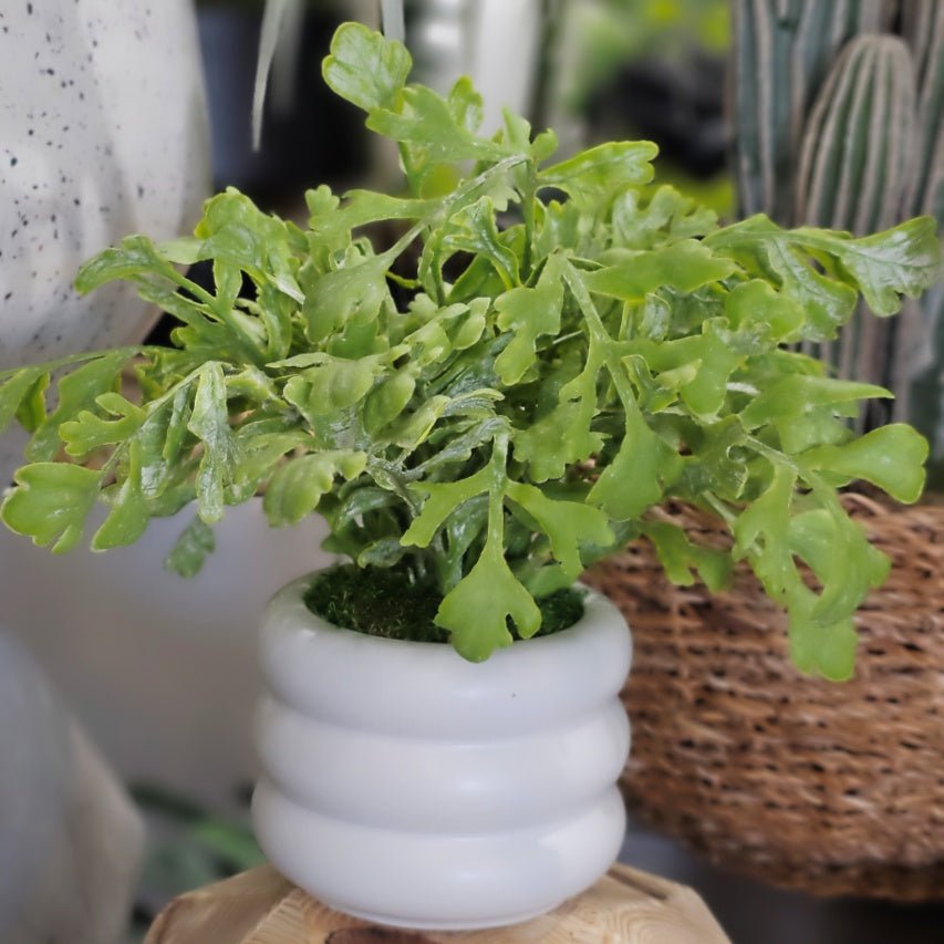 Miller Fern in Ribbed Round Ceramic 11"H - LDF Silk